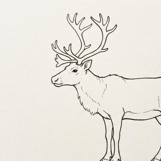 Reindeer A basic line drawing of a reindeer